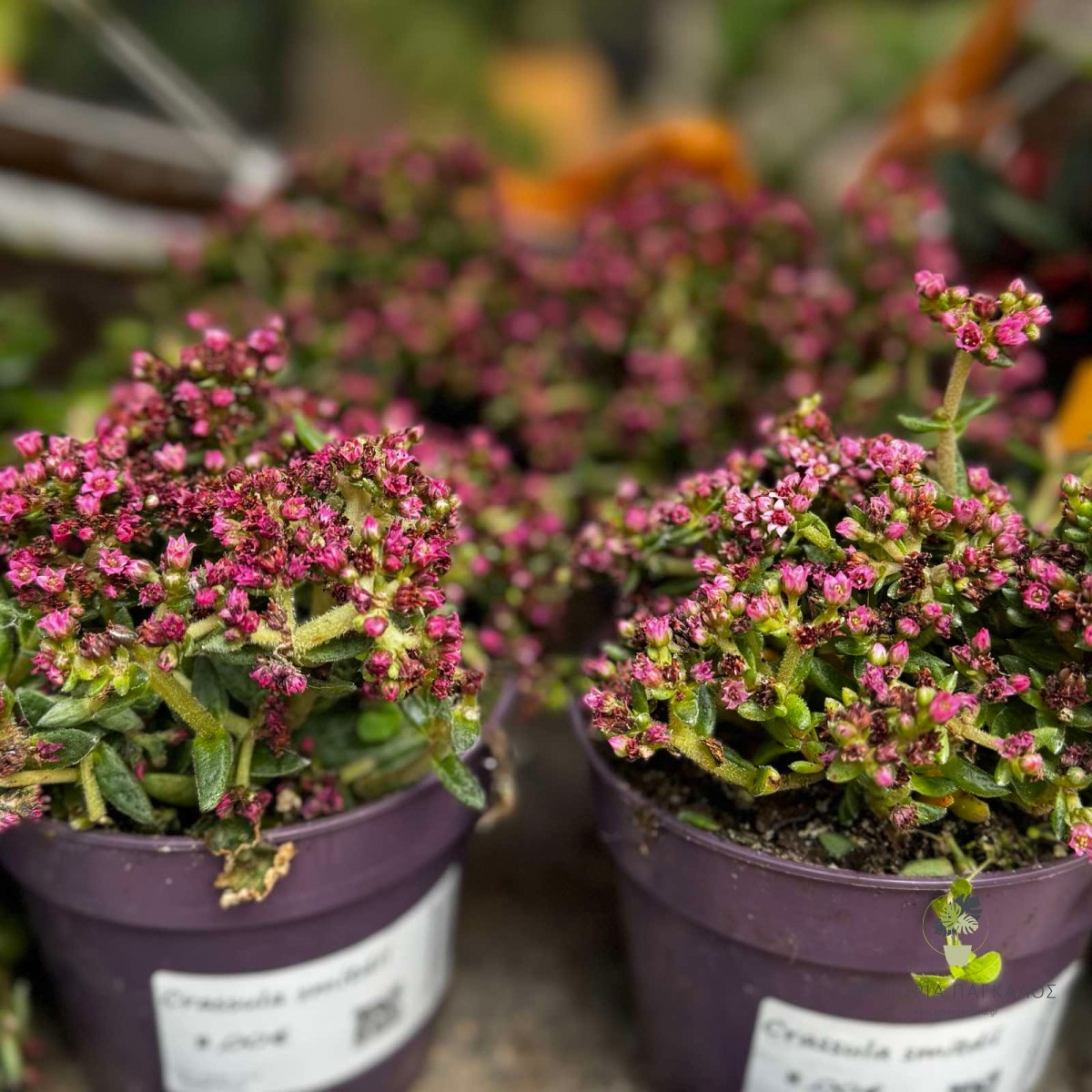 Crassula ‘Schmidtii’ | Ανθοφόρο Παχύφυτο με Ροζ Άνθη - 2